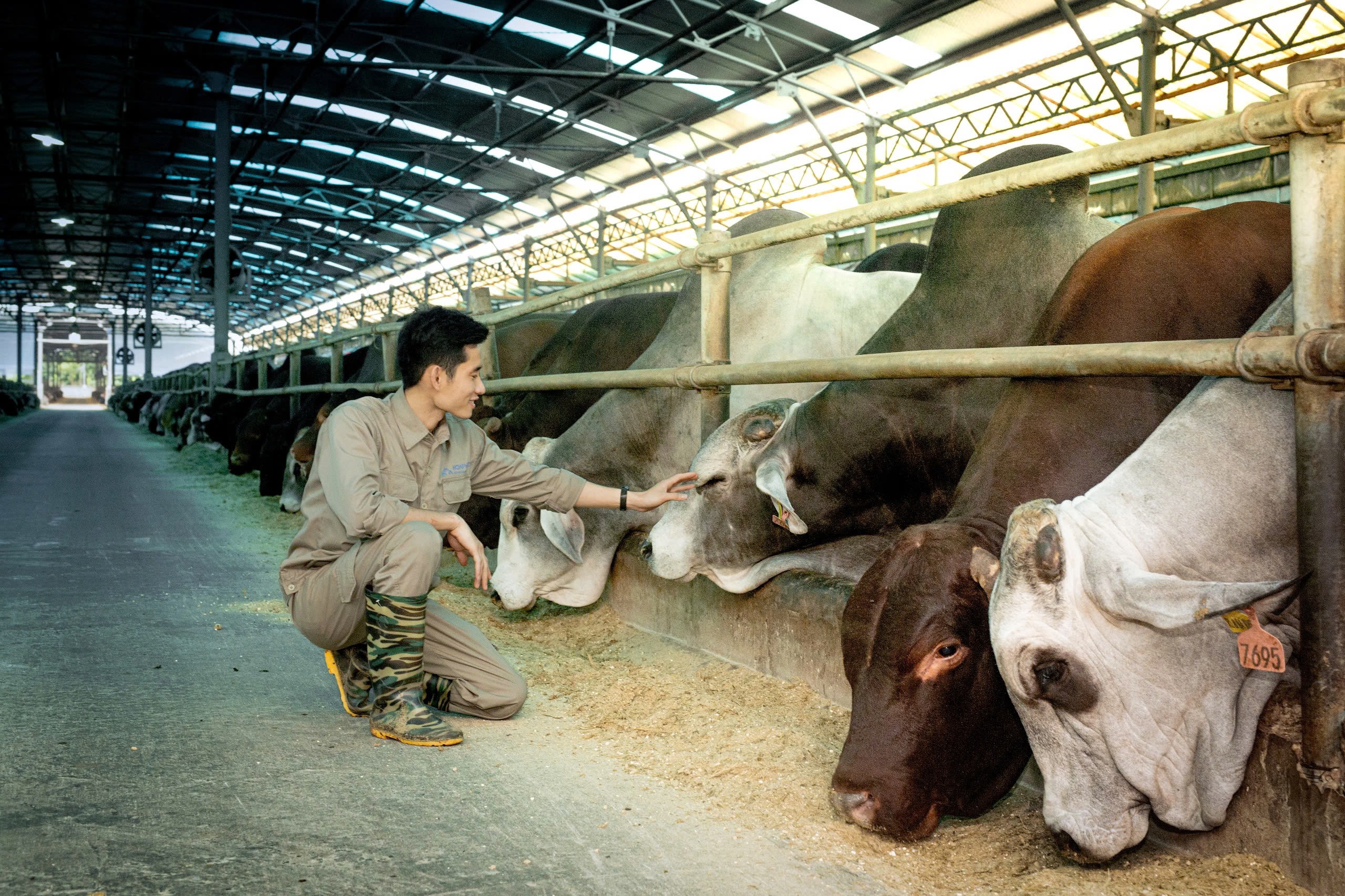 H&#242;a Ph&#225;t dẫn đầu nhập khẩu b&#242; &#218;c, sản lượng nửa đầu năm tăng 115% - Ảnh 1