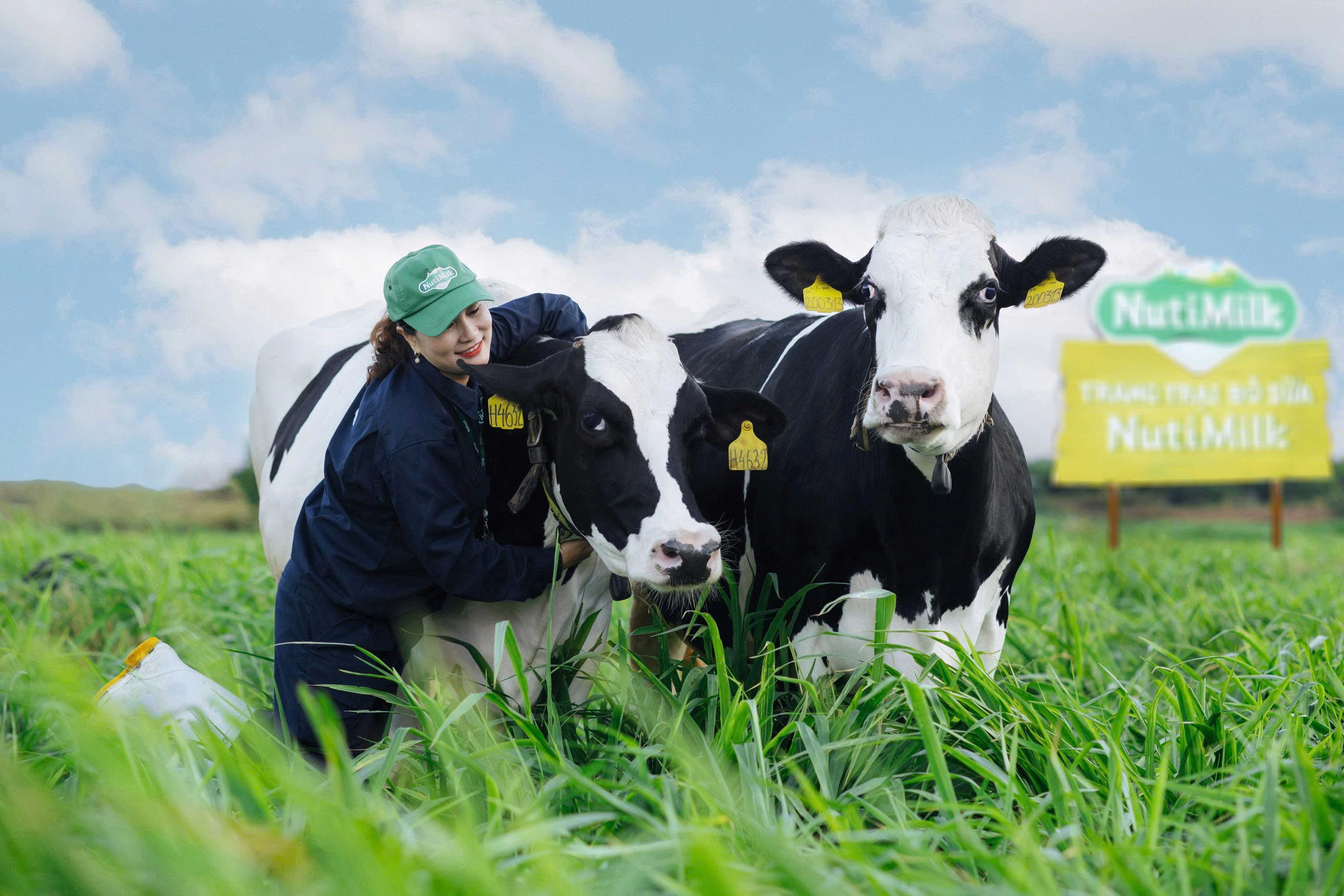 B&ograve; được chăm s&oacute;c cẩn thận, theo d&otilde;i sức khỏe tại trang trại b&ograve; sữa NutiMilk Gia Lai.