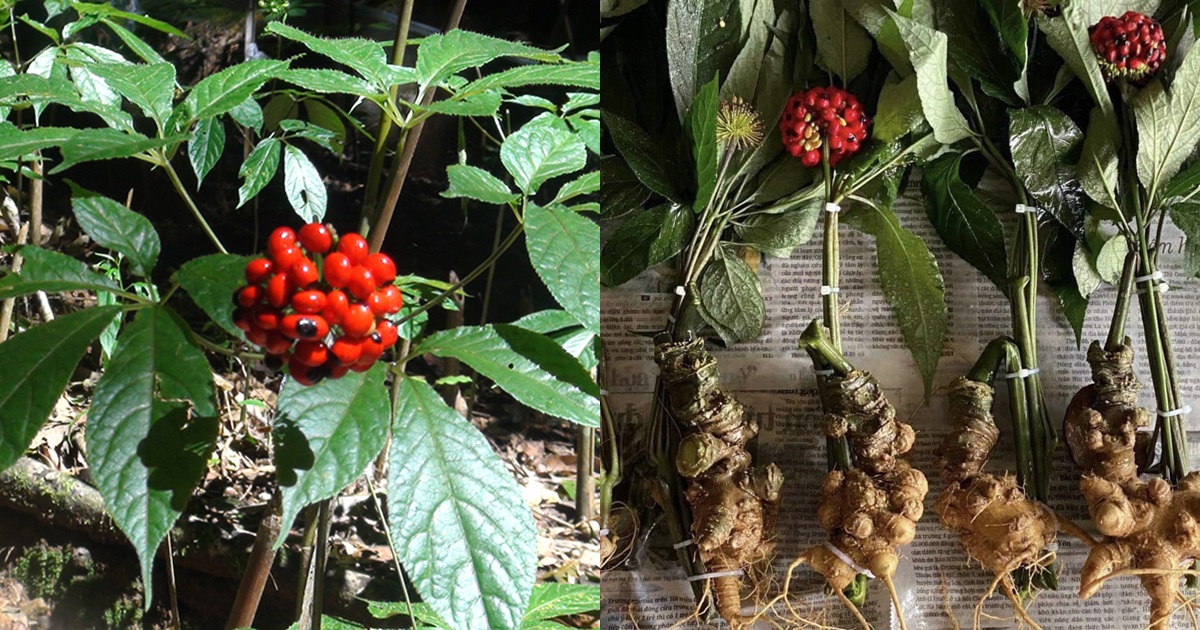 Gi&aacute; s&acirc;m Ngọc Linh tr&ecirc;n 300 triệu đồng/kg, s&acirc;m Lai Ch&acirc;u 120 triệu đồng/kg.&nbsp;