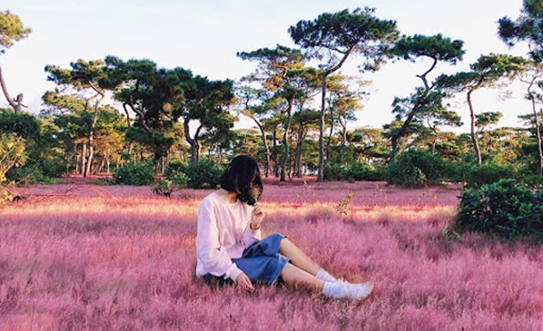 Đồi cỏ hồng Đăk Đoa l&agrave; địa chỉ check-in thu h&uacute;t đ&ocirc;ng đảo giới trẻ (Ảnh sưu tầm)