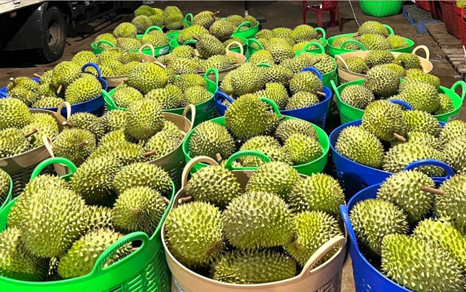 Việc tạm dừng xuất khẩu sang Trung Quốc l&agrave; để l&agrave;m r&otilde; vi phạm quy định về kiểm dịch thực vật được ph&iacute;a Trung Quốc th&ocirc;ng b&aacute;o. (Ảnh minh họa)