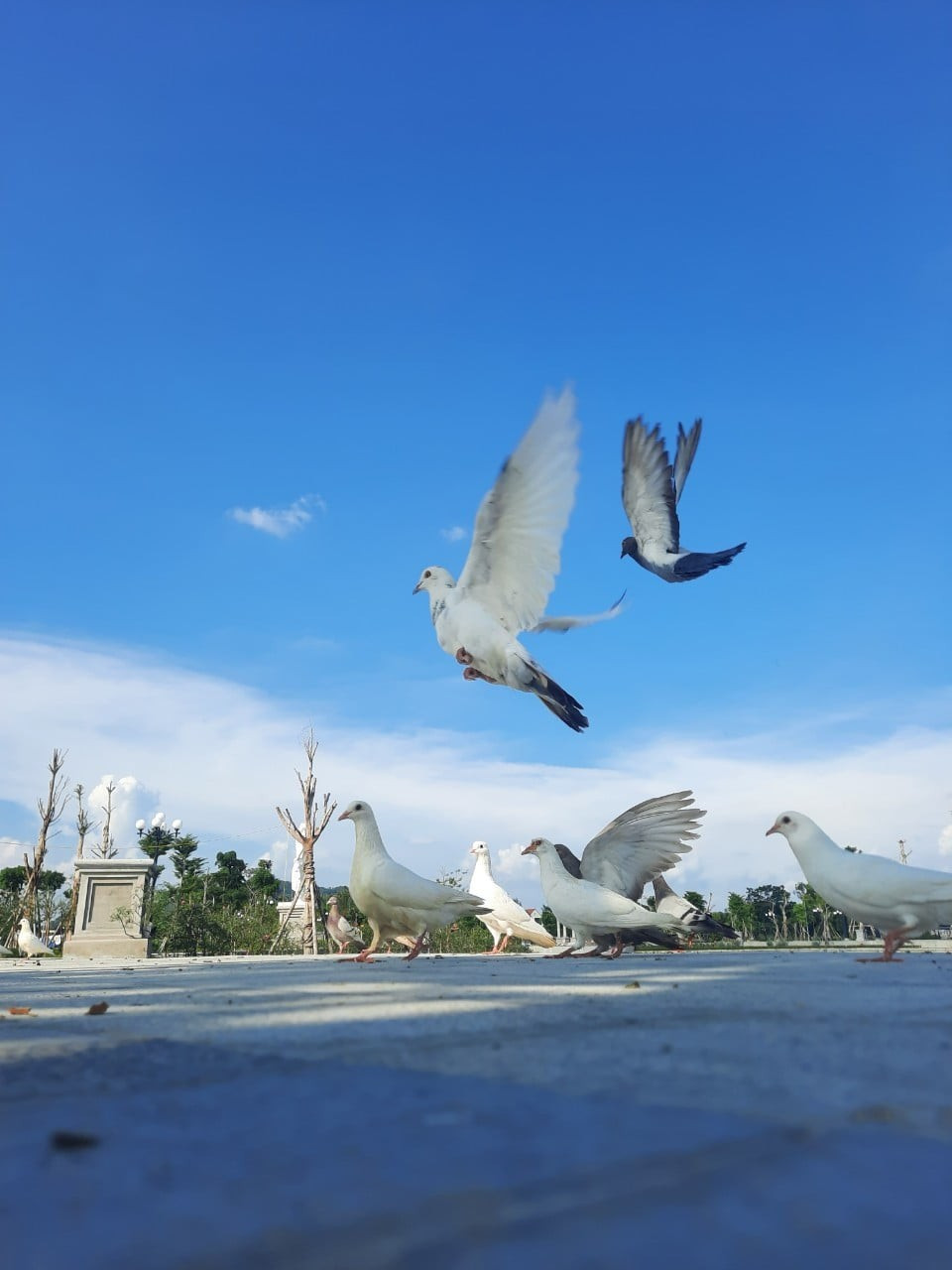 Chim h&ograve;a b&igrave;nh tung c&aacute;nh tại Danko City.