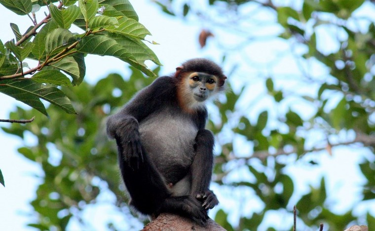 Ch&agrave; V&aacute; ch&acirc;n đen- biểu tượng của VQG N&uacute;i Ch&uacute;a- Ảnh tư liệu. &nbsp;