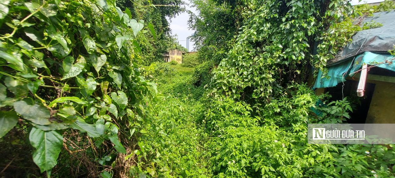 B&ecirc;n trong khu đất n&agrave;y, cảnh hoang dại đến đ&aacute;ng sợ.