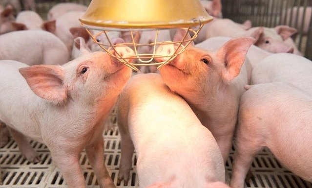 Chi ph&#237; l&#227;i vay &quot;đ&#225;nh bay&quot; lợi nhuận của loạt doanh nghiệp chăn nu&#244;i - Ảnh 8