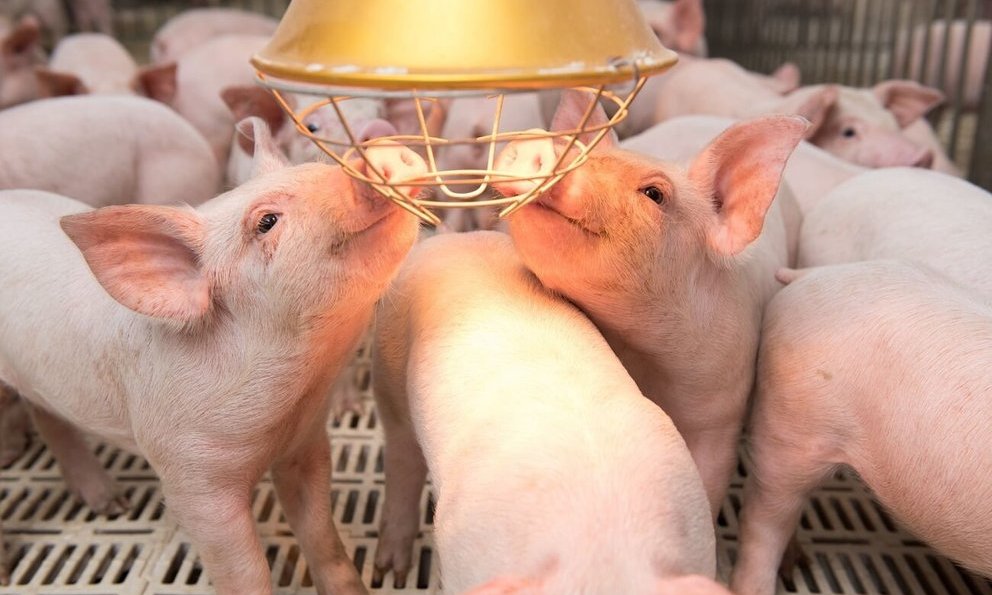 Chi ph&#237; l&#227;i vay &quot;đ&#225;nh bay&quot; lợi nhuận của loạt doanh nghiệp chăn nu&#244;i - Ảnh 1