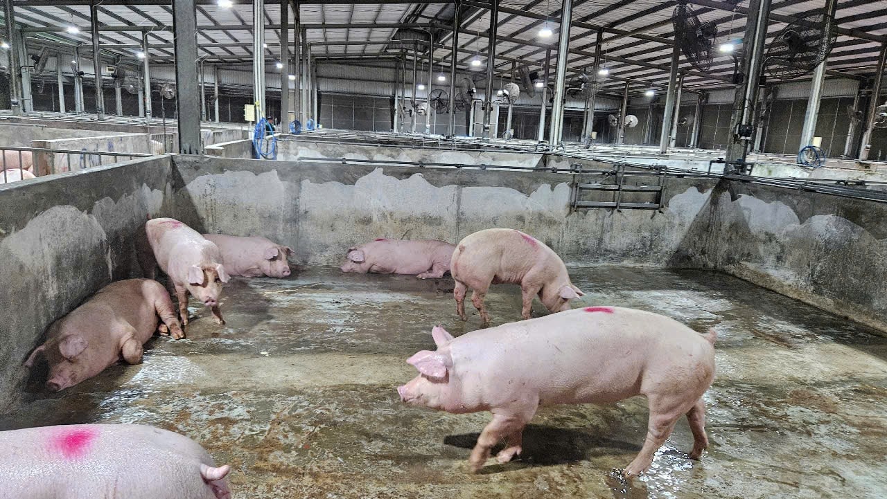 Gi&#225; heo hơi h&#244;m nay 15/11: Miền Trung bất ngờ tăng nhẹ - Ảnh 1