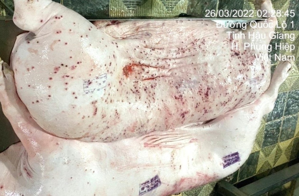 H&igrave;nh ảnh vụ việc &ocirc;ng Liễu Qu&yacute; Ng&acirc;n đăng tải h&igrave;nh ảnh heo bệnh l&ecirc;n mạng x&atilde; hội. C.P. Việt Nam