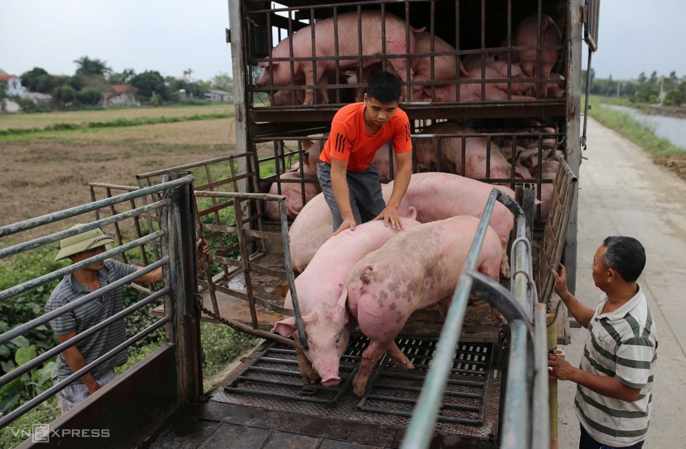 Gi&#225; heo hơi h&#244;m nay 18/11: Miền Bắc điểm xanh, miền Trung &quot;đỏ ch&#243;t&quot; - Ảnh 1