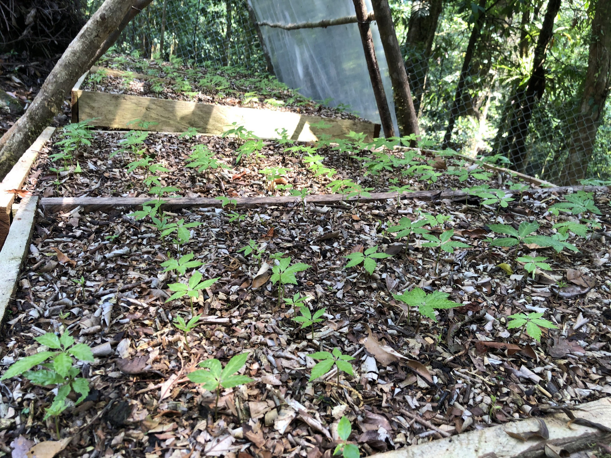 Nutifood bỏ triệu đ&#244; mua lại 51% cổ phần Cty s&#226;m Ngọc Linh lớn nhất Quảng Nam, đưa &#244;ng Trần Bảo Minh l&#234;n l&#224;m Chủ tịch - Ảnh 3