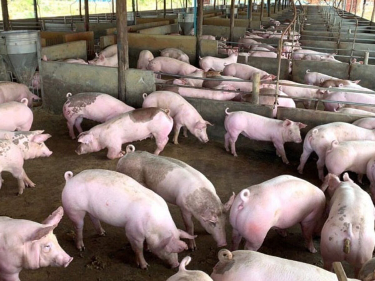 Gi&#225; heo hơi h&#244;m nay 19/11: Đồng loạt tăng 1.000-2.000 đồng/kg cả 3 miền - Ảnh 1