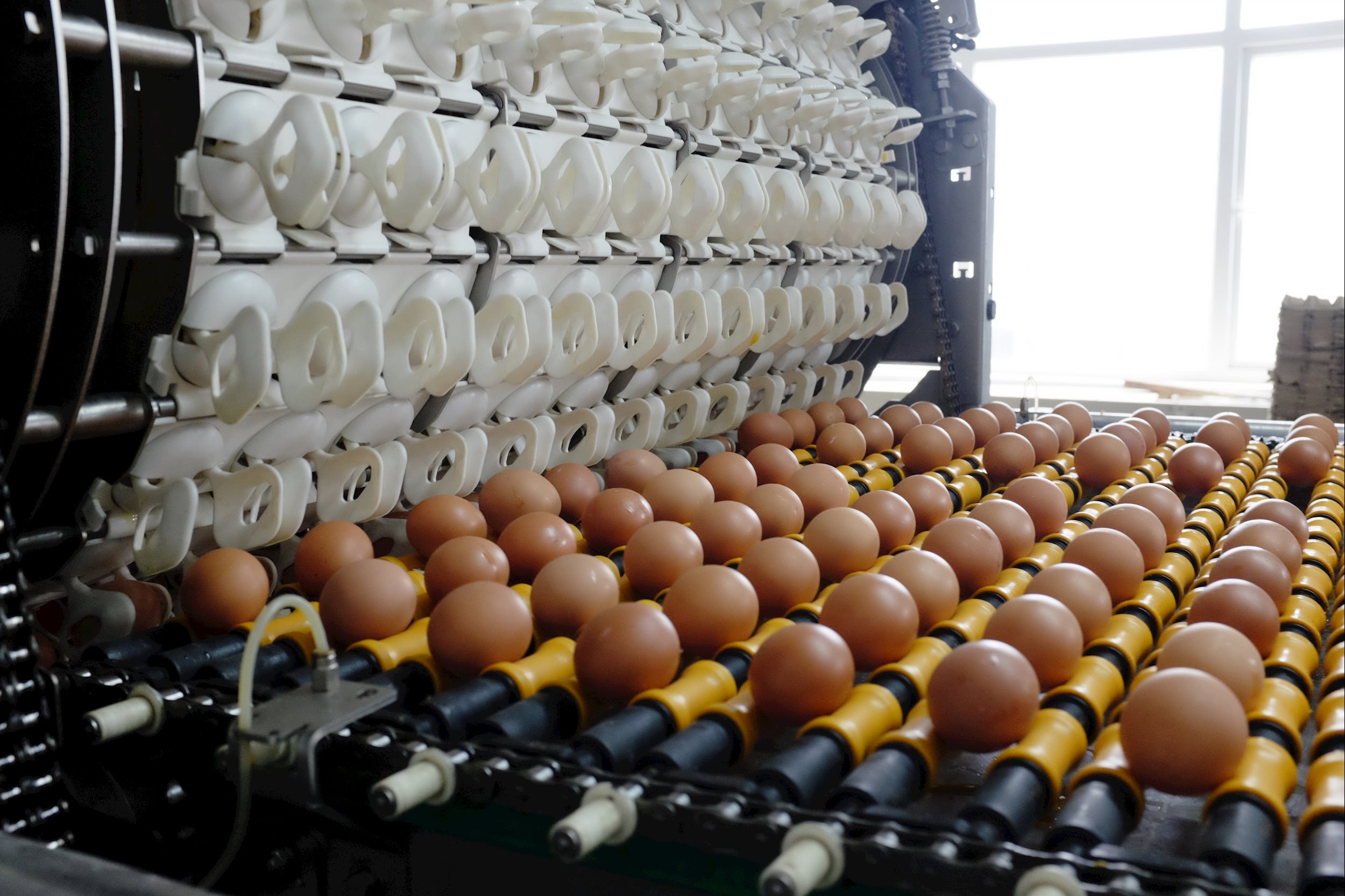 N&#244;ng nghiệp H&#242;a Ph&#225;t th&#244;ng b&#225;o ch&#224;o b&#225;n 30 triệu cổ phiếu lần đầu ra c&#244;ng ch&#250;ng - Ảnh 2