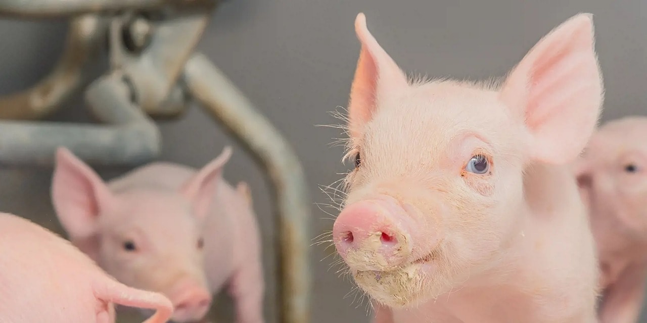 Gi&#225; heo hơi h&#244;m nay 21/11: 3 miền tăng mạnh, miền Bắc tạo th&#234;m đỉnh mới - Ảnh 1