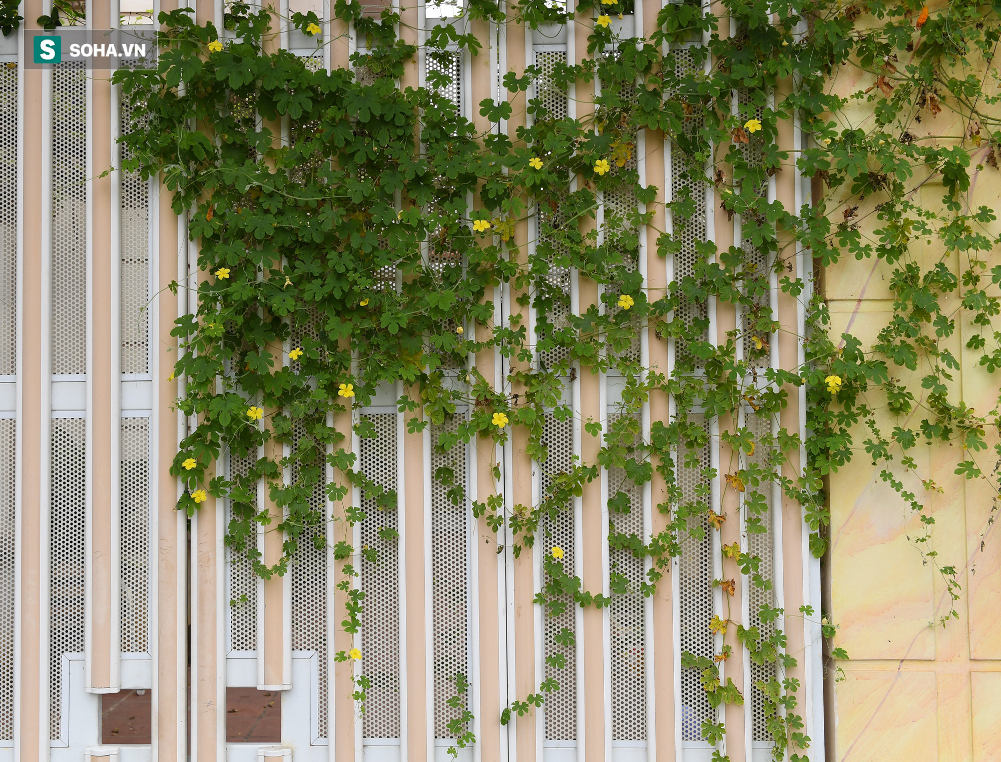 [ẢNH] H&#224;ng trăm biệt thự triệu USD bị bỏ qu&#234;n hơn thập kỷ ở Thủ đ&#244; - nhiều căn để nu&#244;i g&#224; - Ảnh 12