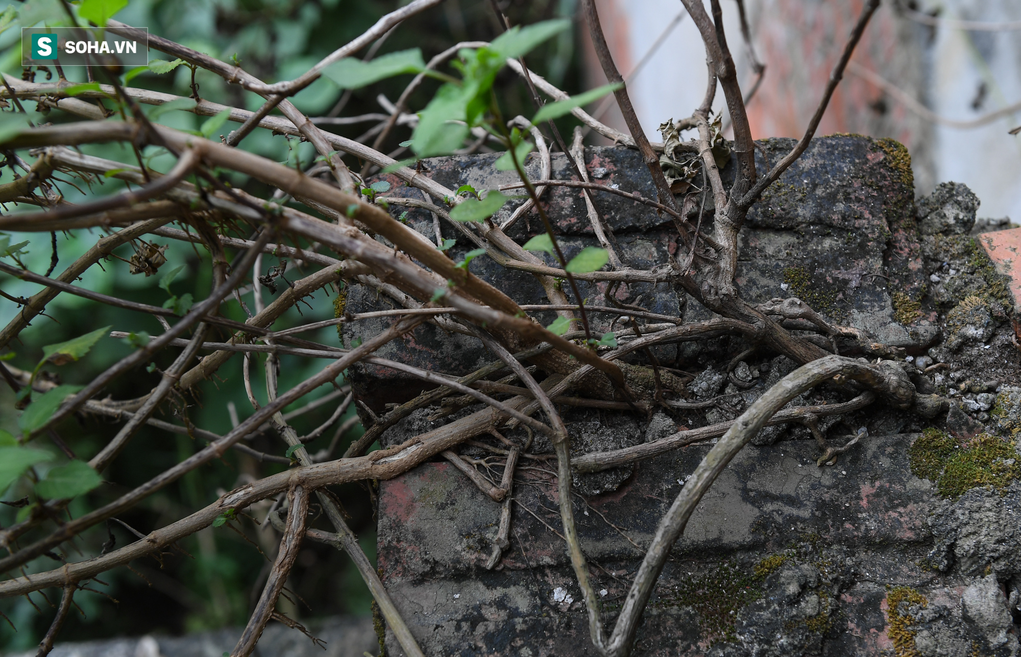 [ẢNH] H&#224;ng trăm biệt thự triệu USD bị bỏ qu&#234;n hơn thập kỷ ở Thủ đ&#244; - nhiều căn để nu&#244;i g&#224; - Ảnh 6