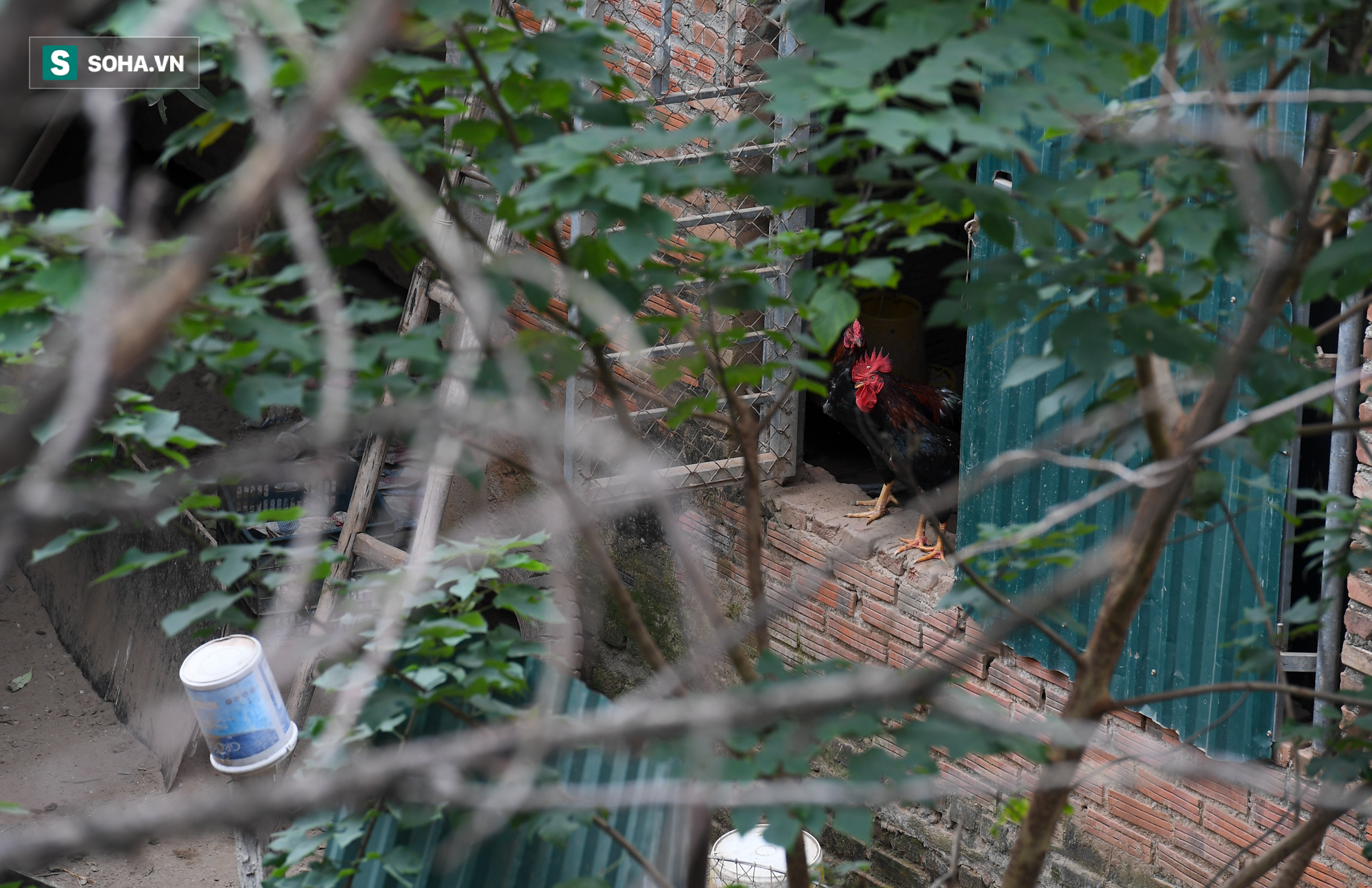 [ẢNH] H&#224;ng trăm biệt thự triệu USD bị bỏ qu&#234;n hơn thập kỷ ở Thủ đ&#244; - nhiều căn để nu&#244;i g&#224; - Ảnh 8