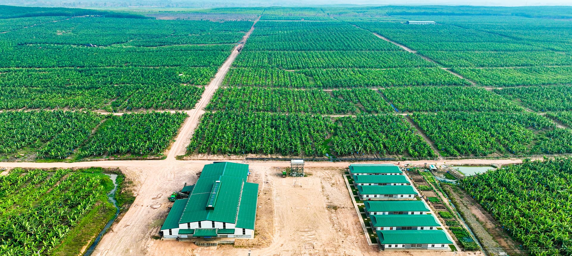 Một x&iacute; nghiệp chuối của HAGL Agrico (thuộc sở hữu Thaco) tại L&agrave;o