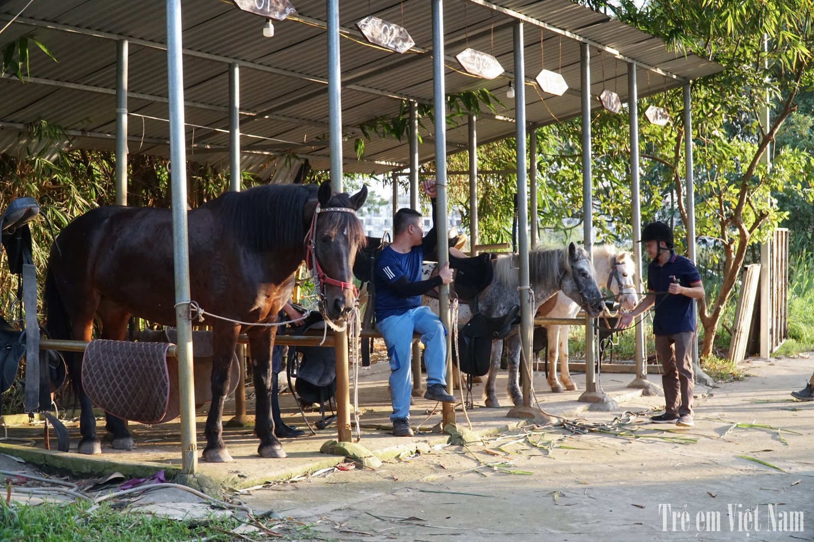 Trang trại ngựa c&oacute; gần 40 ch&uacute; ngựa giống F1 ch&acirc;u &Acirc;u với chiều cao khoảng 1m5 đến 1m7.