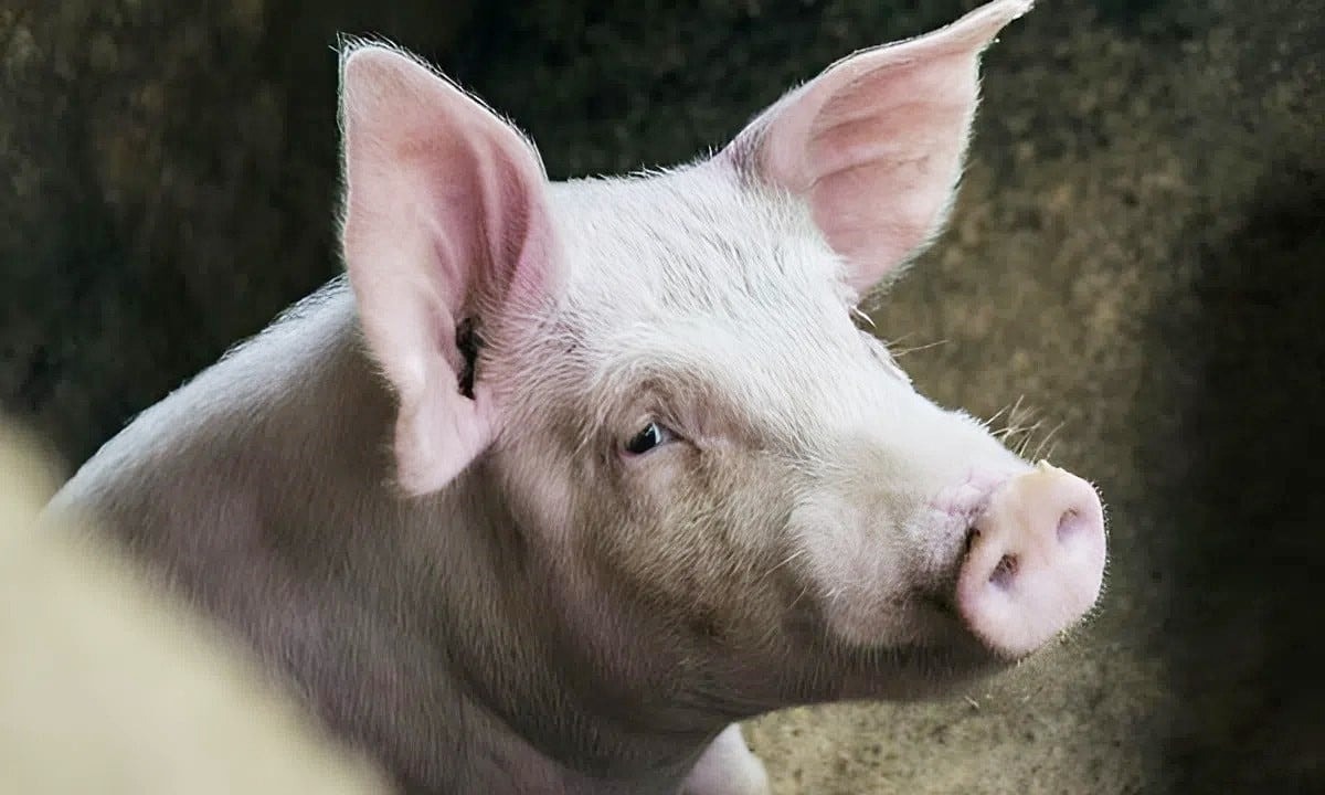 Gi&#225; heo hơi h&#244;m nay 9/12: 3 miền &quot;đ&#243;ng băng&quot; ở đỉnh 61.000 đồng/kg - Ảnh 1