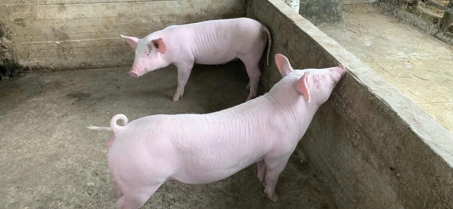 Gi&#225; heo hơi h&#244;m nay 12/12/2025: 3 miền tăng mạnh, n&#226;ng đỉnh l&#234;n 62.000 đồng/kg - Ảnh 1