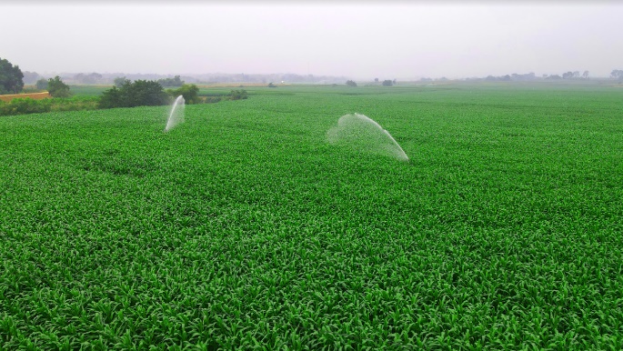 C&aacute;c c&aacute;nh đồng cỏ, bắp xanh tươi bạt ng&agrave;n được chăm s&oacute;c với nguồn ph&acirc;n b&oacute;n từ chất thải đ&agrave;n b&ograve; đ&atilde; qua xử l&yacute; Biogas