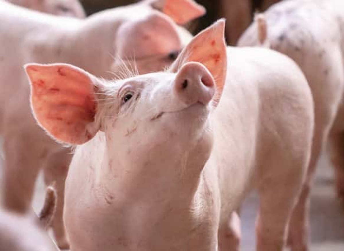 Giá heo hơi hôm nay 17/12: 3 miền tăng nhẹ, miền Bắc tăng lên 66.000 đồng/kg - Ảnh 1