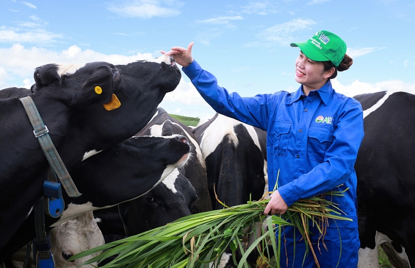 Mộc Ch&acirc;u, Sơn La được mệnh danh l&agrave; thi&ecirc;n đường b&ograve; sữa của Việt Nam &nbsp;