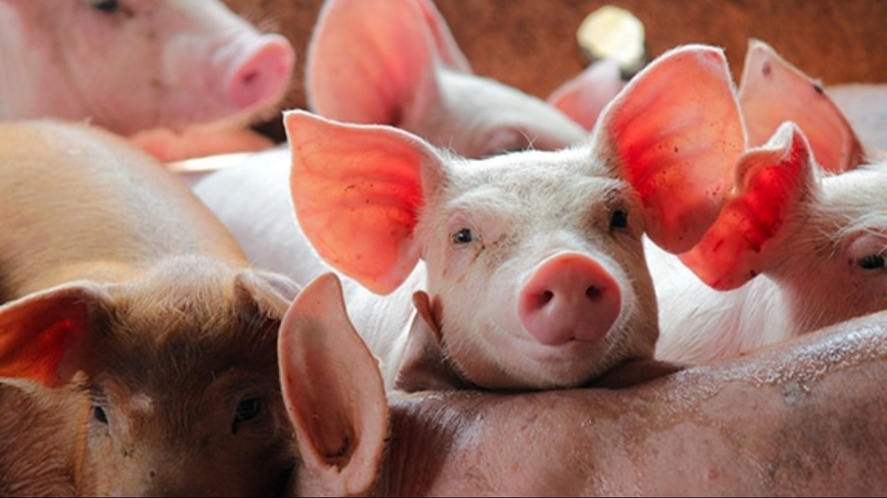 Giá heo hơi hôm nay 22/12: Mở đầu tuần ở ngưỡng 60.000 đến 69.000 đồng/kg - Ảnh 1