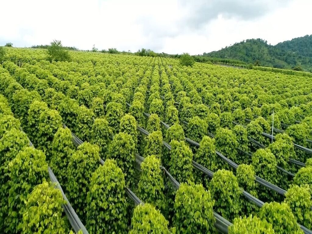 Giá tiêu hôm nay 22/12: Thiết lập mặt bằng mới đầu tuần - Ảnh 1