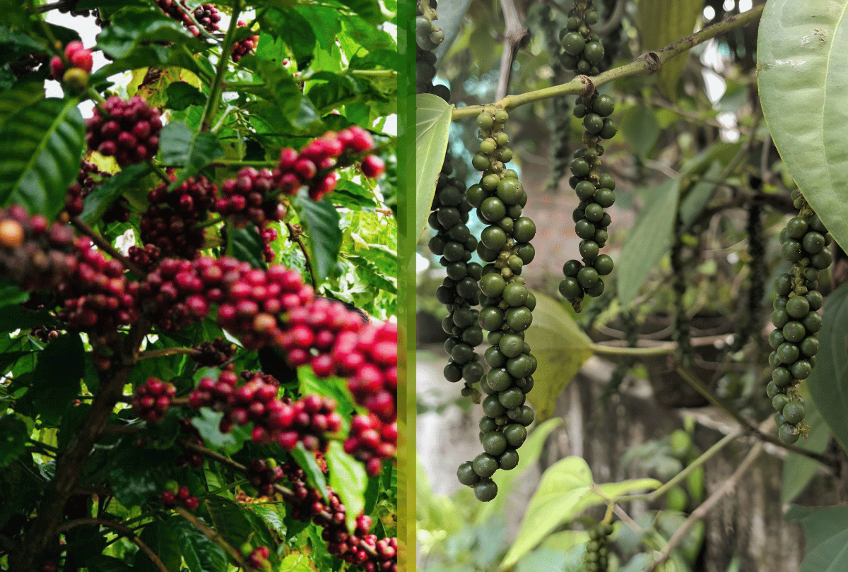 Ngày 24/12: Giá cà phê tăng nhẹ, giá tiêu giữ giá - Ảnh 1