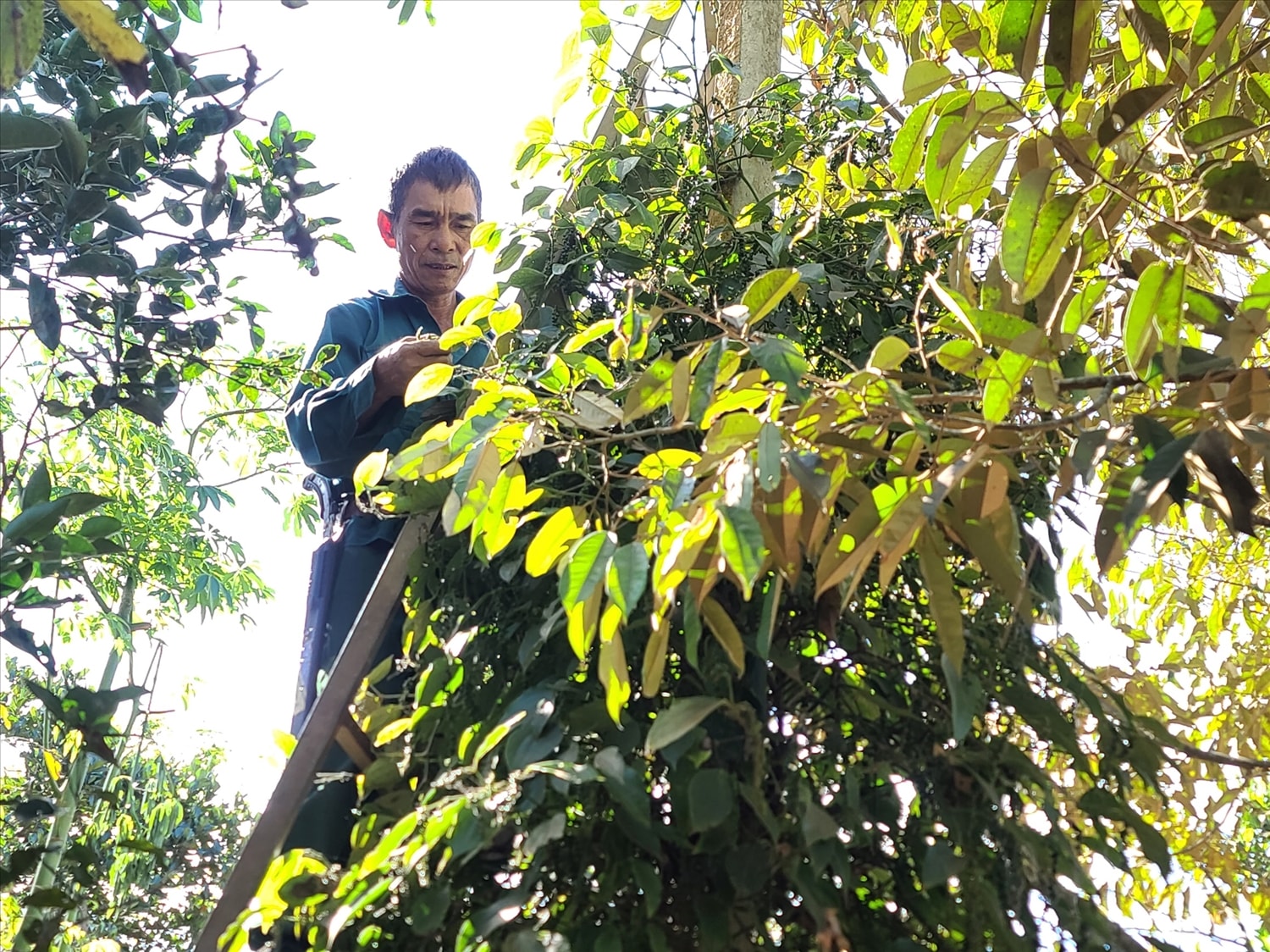 Ngày 25/12: Giá cà phê và hồ tiêu cùng tăng mạnh, nông dân không muốn bán cà phê - Ảnh 1