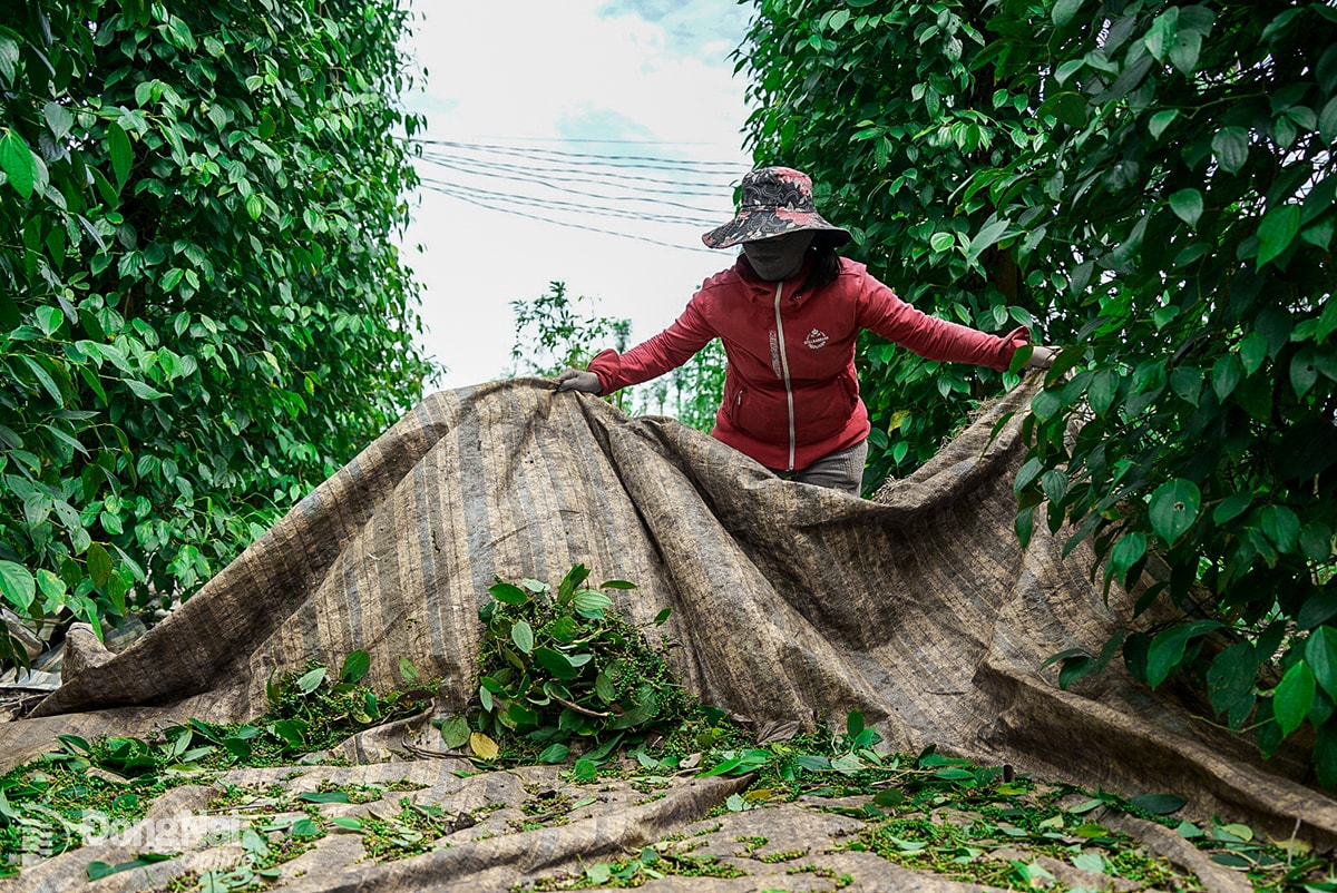 Ngày 27/12: Giá cà phê giảm nhẹ 200 đồng, giá tiêu giữ giá mức cao - Ảnh 1