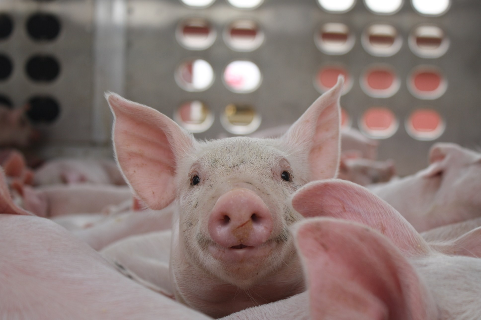 Giá heo hơi hôm nay 29/12/2025: 3 miền điều chỉnh trong ngưỡng 62.000-70.000 đồng/kg - Ảnh 1