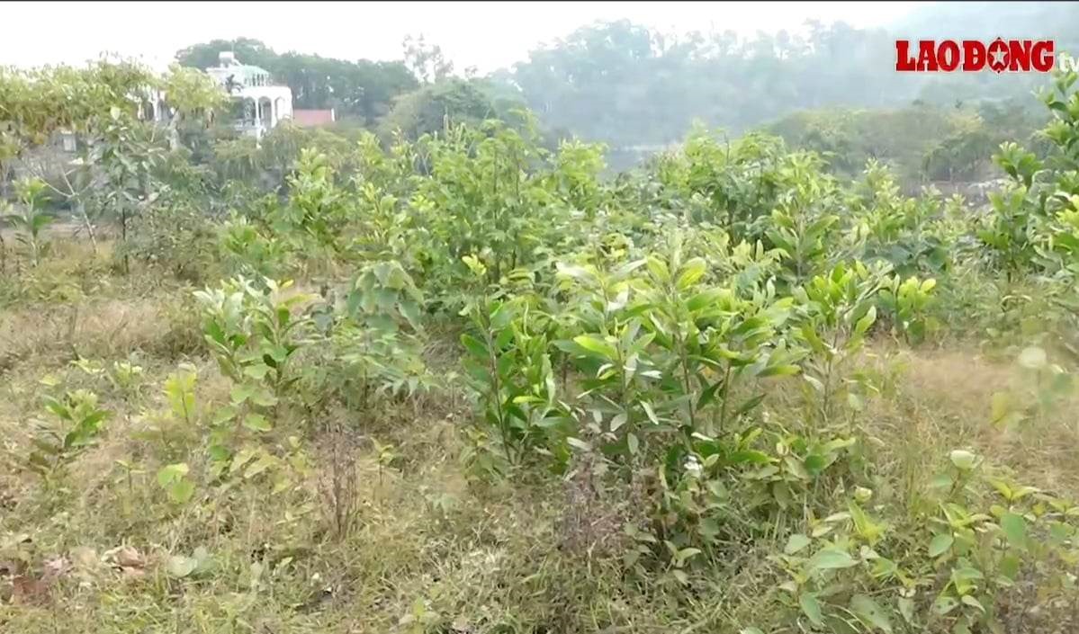 Theo phản &aacute;nh của người d&acirc;n, đất đảo tr&ograve;n vốn l&agrave; đ&aacute;t rừng trồng. Ảnh Đức Mạnh