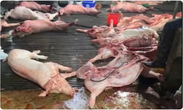 Lợn mắc dịch bệnh bị c&aacute;c đối tượng giết mổ, đưa ra thị trường ti&ecirc;u thụ.