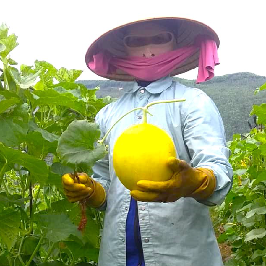 Ph&#226;n b&#243;n Ph&#250; Mỹ: B&#237; quyết cho c&#226;y dưa v&#224; sầu ri&#234;ng ở miền Trung – T&#226;y Nguy&#234;n những m&#249;a bội thu - Ảnh 1