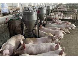 Năm 2022 l&atilde;i ngh&igrave;n tỷ vẫn tiếp tục kh&ocirc;ng chi cổ tức, đ&atilde; gần 10 năm kể từ khi HAG trả cổ tức lần cuối