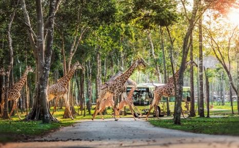 Điều đặc biệt khiến Ph&#250; Quốc ng&#224;y c&#224;ng hấp dẫn du kh&#225;ch quốc tế - Ảnh 3