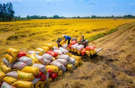 Trước t&igrave;nh trạng cung vượt cầu, Bộ N&ocirc;ng nghiệp v&agrave; Ph&aacute;t triển N&ocirc;ng th&ocirc;n dự kiến giảm diện t&iacute;ch trồng l&uacute;a xuống 7 triệu ha, giảm 132.000 ha so với năm trước.