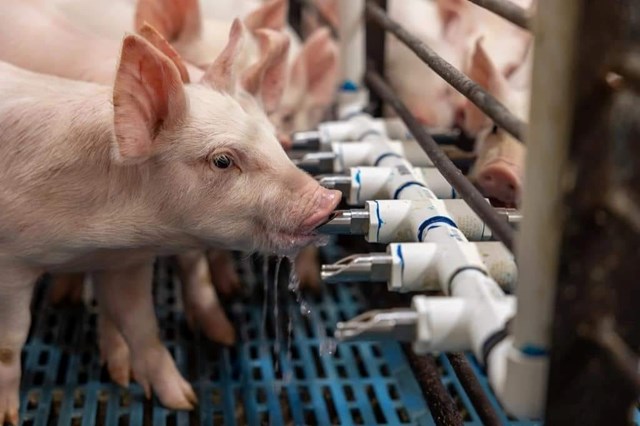 Đ&agrave;n lợn tại&nbsp;trang trại chăn nu&ocirc;i lợn kỹ thuật cao của Masan tại huyện Quỳ Hợp (Nghệ An). Ảnh: M.S