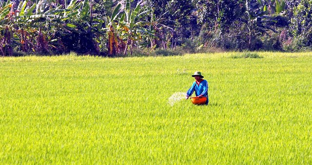 Sử dụng ph&acirc;n b&oacute;n gi&uacute;p người n&ocirc;ng d&acirc;n n&acirc;ng cao hiệu quả c&acirc;y trồng, tăng thu nhập cho n&ocirc;ng d&acirc;n - Ảnh: CH&Iacute; QUỐC &nbsp;