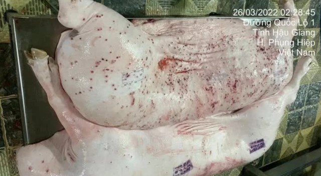 H&igrave;nh ảnh heo bị bệnh do &ocirc;ng N. đăng l&ecirc;n mạng - Ảnh chụp m&agrave;n h&igrave;nh