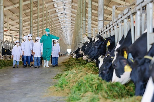 C&aacute;c em thiếu nhi tại Trung t&acirc;m bảo trợ Quảng Ng&atilde;i đến thăm trang trại Vinamilk Green Farm Quảng Ng&atilde;i, một hoạt động trong chương tr&igrave;nh Quỹ sữa 2022