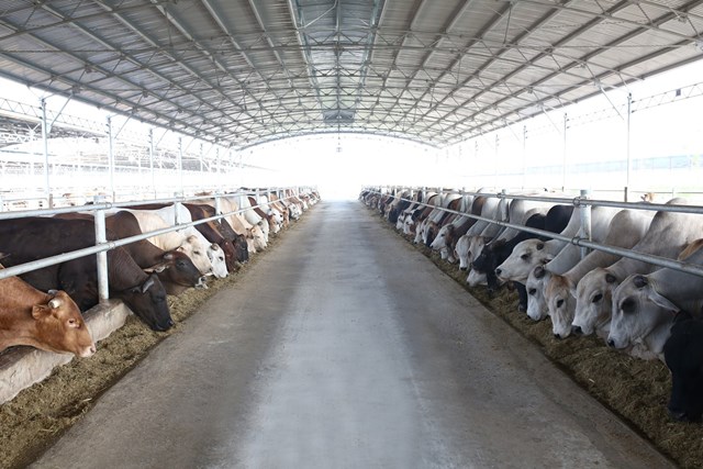 H&#242;a Ph&#225;t dẫn đầu nhập khẩu b&#242; &#218;c, sản lượng nửa đầu năm tăng 115% - Ảnh 2