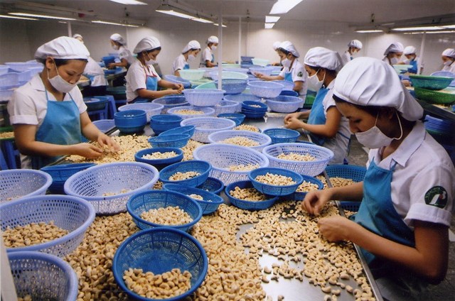 Xuất khẩu hạt điều Việt Nam đạt Kỷ lục mới. Ảnh: VietnamPlus