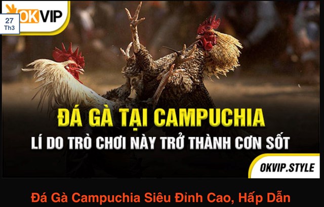 Đ&aacute; g&agrave; tại&nbsp;Campuchia được Okvip quảng b&aacute; rộng r&atilde;i