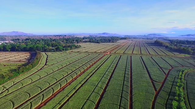 Trang trại dứa rộng 26.000 ha ở Bukidnon của Del Monte Philippines &nbsp;