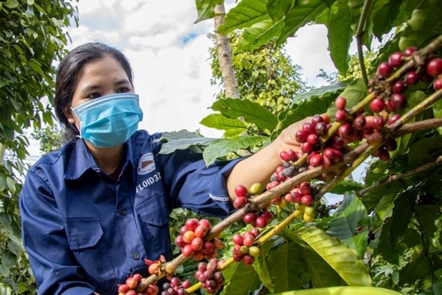 Gi&#225; n&#244;ng sản h&#244;m nay 24/10/2025: Gi&#225; c&#224; ph&#234; tiếp đ&#224; tăng mạnh, hồ ti&#234;u duy tr&#236; ổn định - Ảnh 1