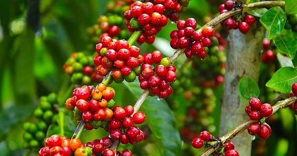 Giá nông sản hôm nay 27/10/2025: Thị trường nông sản lặng sóng - Ảnh 1 Giá nông sản hôm nay 27/10/2025: Thị trường nông sản lặng sóng - Ảnh 1