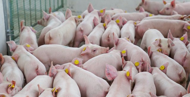 Giá heo hơi hôm nay 29/10: Toàn quốc lao dốc, mất đỉnh giá 55.000 đồng/kg - Ảnh 1 Giá heo hơi hôm nay 29/10: Toàn quốc lao dốc, mất đỉnh giá 55.000 đồng/kg - Ảnh 1